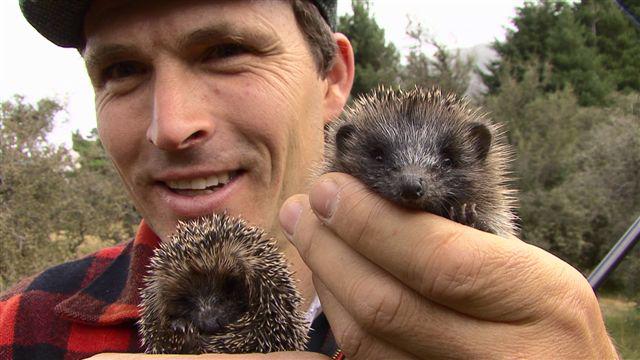 Adam and some baby Hedgehogs founds whilst rabbit shooting